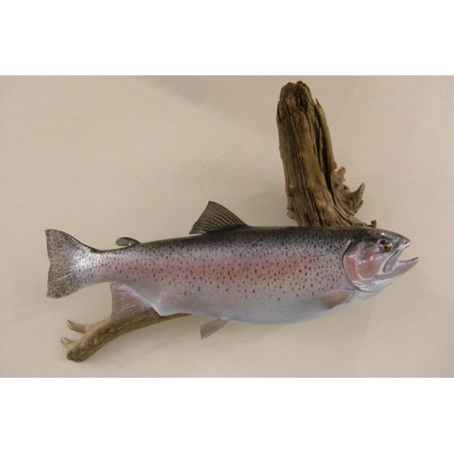 LCR-TRB25.0-1 Rainbow Trout 25 x 17 - 8.5 LB - Ready to Paint